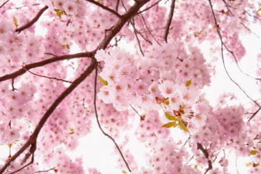 Güzel çiçek açan pembe Sakura kirazı büyük bir bahçede.