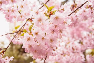 Güzel çiçek açan pembe Sakura kirazı büyük bir bahçede.