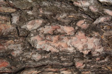 Kahverengi ağaç kabuğunun güzel deseni