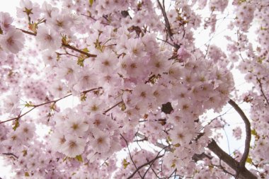 Güzel çiçek açan pembe Sakura kirazı büyük bir bahçede.