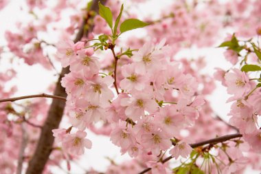 Güzel çiçek açan pembe Sakura kirazı büyük bir bahçede.