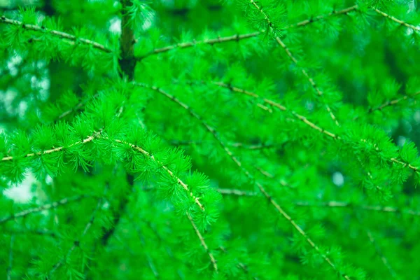 Hintergrund Der Schönen Saftigen Nadeln Frühling Park — Stockfoto