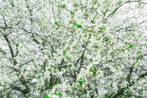 Bonita Cereja Branca Florescendo Grande Jardim — Fotografia de Stock