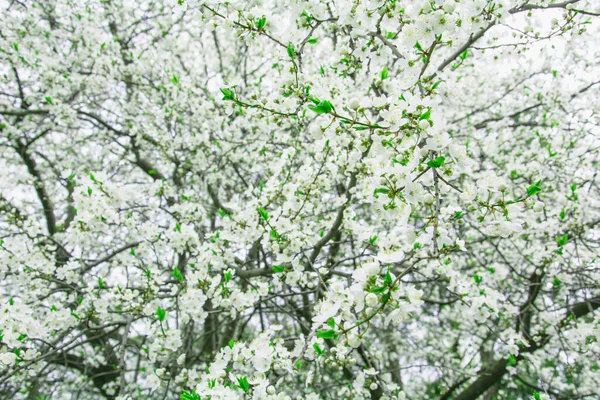 Hermosa Flor Cerezo Blanco Gran Jardín —  Fotos de Stock