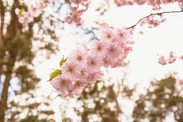 Bela Flor Rosa Sakura Cereja Grande Jardim — Fotografia de Stock