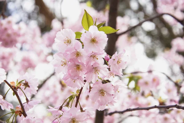 Güzel çiçek açan pembe Sakura kirazı büyük bir bahçede.