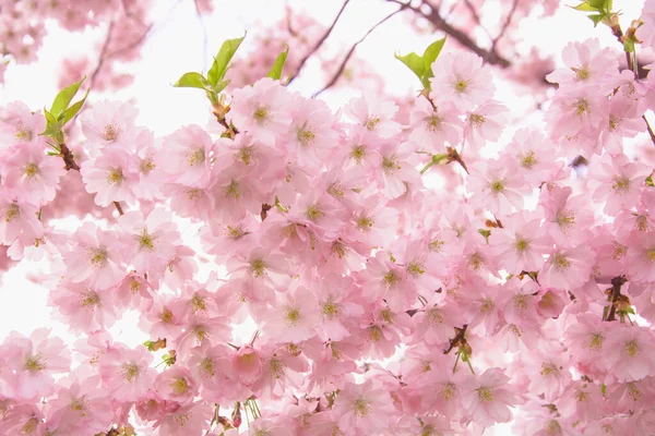 Güzel çiçek açan pembe Sakura kirazı büyük bir bahçede.