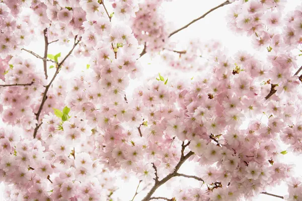 Güzel çiçek açan pembe Sakura kirazı büyük bir bahçede.