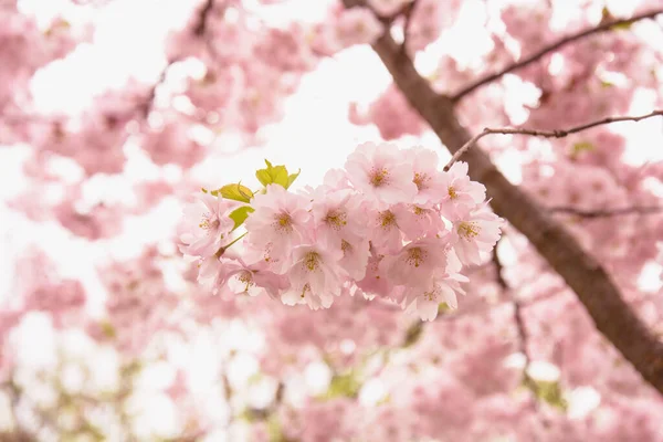 Beautiful Blooming Pink Sakura Cherry Large Garden — 스톡 사진