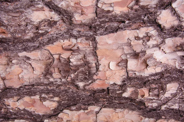 Beautiful Pattern Brown Tree Bark Closeup — Stockfoto