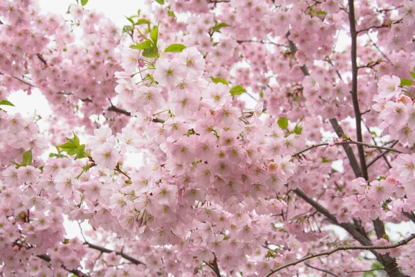 Beautiful Blooming Pink Sakura Cherry Large Garden — 스톡 사진