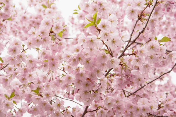 Beautiful Blooming Pink Sakura Cherry Large Garden — 스톡 사진