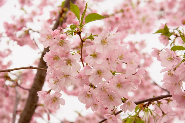 Güzel çiçek açan pembe Sakura kirazı büyük bir bahçede.
