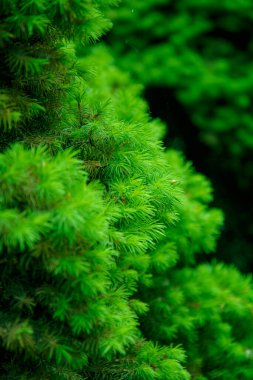 İlkbaharda parkta güzel, sulu iğnelerin arka planı