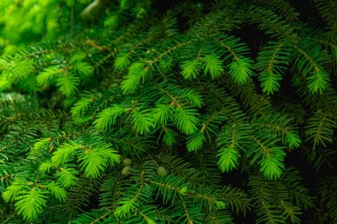 İlkbaharda parkta güzel, sulu iğnelerin arka planı