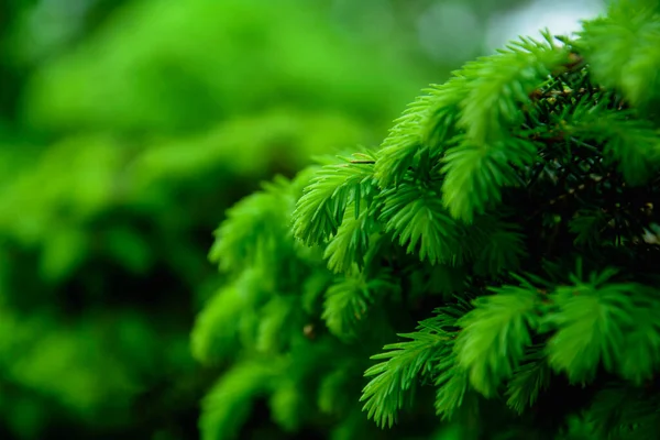 Fond Belles Aiguilles Juteuses Printemps Dans Parc — Photo