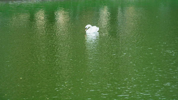 Belos Cisnes Nadam Lago Belo Parque Verde Grande — Fotografia de Stock