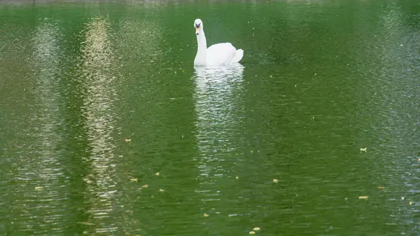 美しい白鳥が美しい緑の大きな公園で湖を泳いでいます — ストック写真