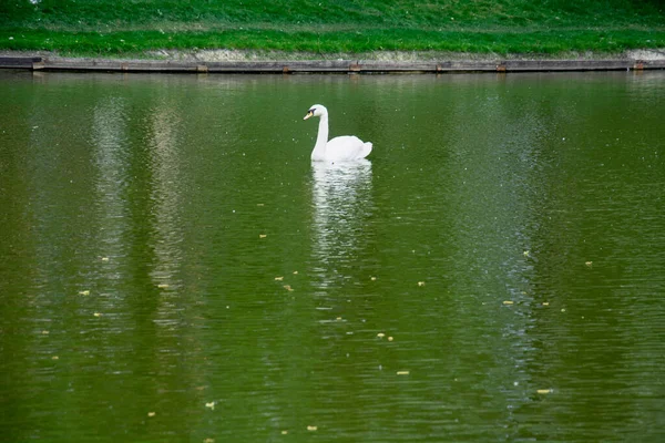 Gyönyörű Hattyúk Úsznak Tavon Egy Gyönyörű Zöld Nagy Parkban — Stock Fotó