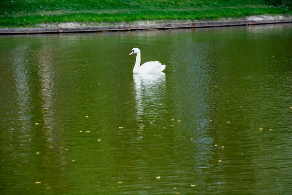 美しい白鳥が美しい緑の大きな公園で湖を泳いでいます — ストック写真