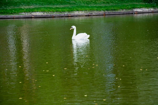 Gyönyörű Hattyúk Úsznak Tavon Egy Gyönyörű Zöld Nagy Parkban — Stock Fotó