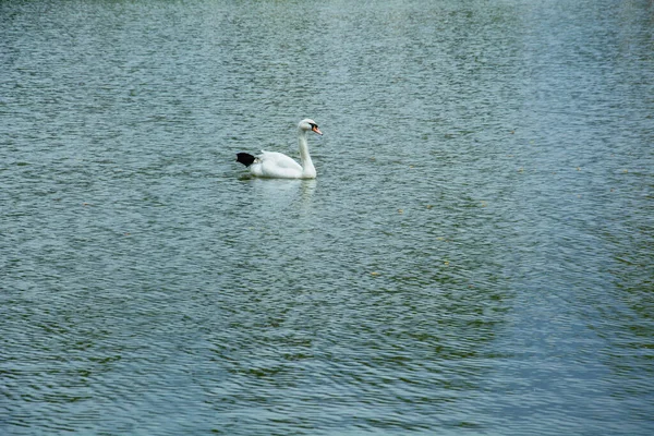 Beautiful Swans Swim Lake Beautiful Green Large Park — Stock Photo, Image