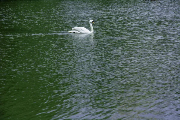 Лебеди Плавают Озеру Красивом Зеленом Большом Парке — стоковое фото