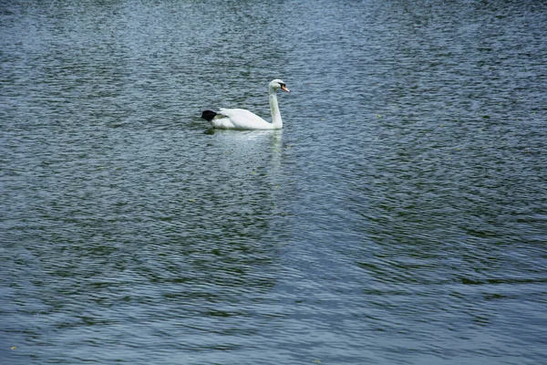 Schöne Schwäne Schwimmen Auf Dem See Einem Schönen Grünen Großen — Stockfoto