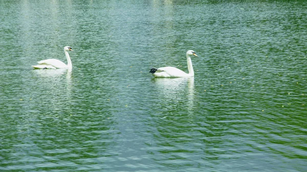 Schöne Schwäne Schwimmen Auf Dem See Einem Schönen Grünen Großen — Stockfoto