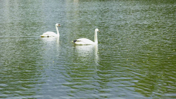 Gyönyörű Hattyúk Úsznak Tavon Egy Gyönyörű Zöld Nagy Parkban — Stock Fotó