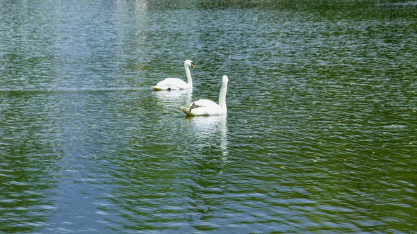 Красиві Лебеді Плавають Озері Красивому Зеленому Великому Парку — стокове фото
