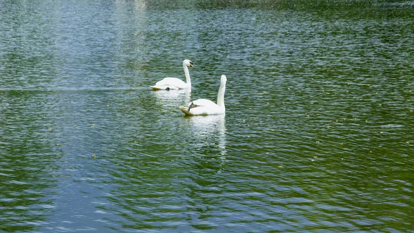 Gyönyörű Hattyúk Úsznak Tavon Egy Gyönyörű Zöld Nagy Parkban — Stock Fotó