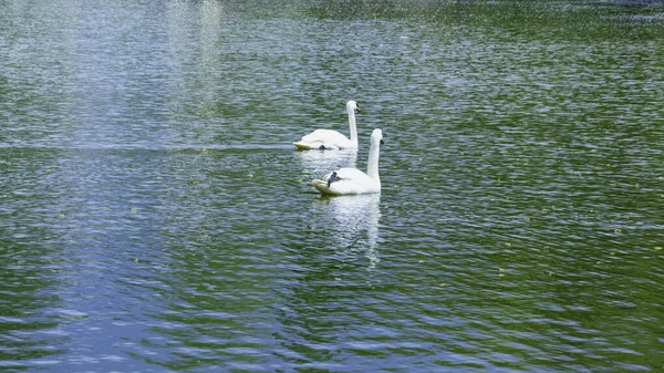 美しい白鳥が美しい緑の大きな公園で湖を泳いでいます — ストック写真