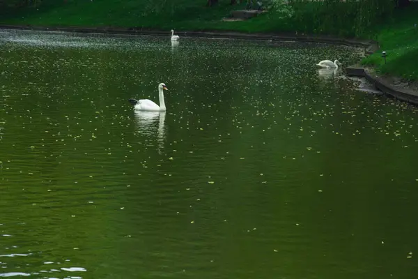 Gyönyörű Hattyúk Úsznak Tavon Egy Gyönyörű Zöld Nagy Parkban — Stock Fotó