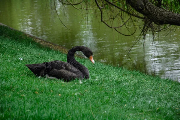 Belos Cisnes Nadam Lago Belo Parque Verde Grande — Fotografia de Stock