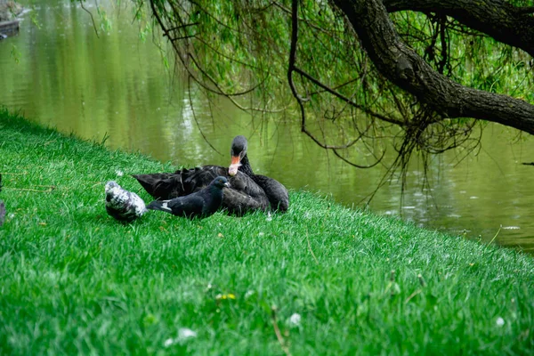 Güzel Yeşil Bir Parkta Güzel Kuğular Gölde Yüzer — Stok fotoğraf