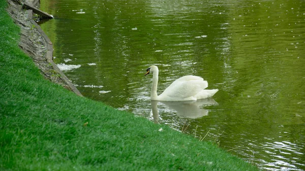Жменька Лебедів Плаває Озері Прекрасному Зеленому Великому Парку — стокове фото