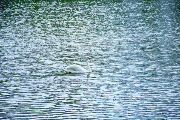 Eine Handvoll Schwäne Schwimmen Auf Dem See Einem Schönen Grünen — Stockfoto
