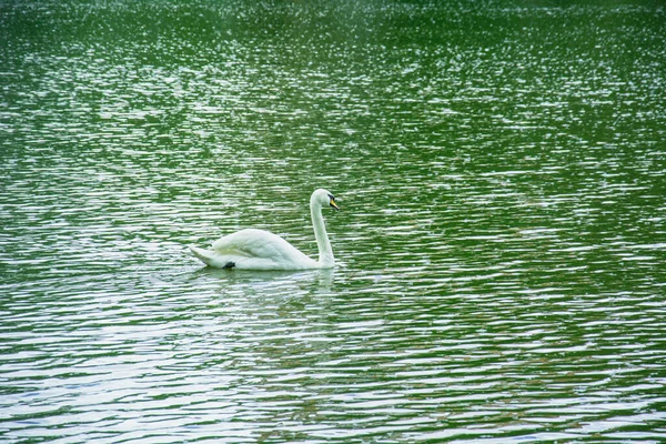 Une Poignée Cygnes Nagent Sur Lac Dans Magnifique Parc Verdoyant — Photo