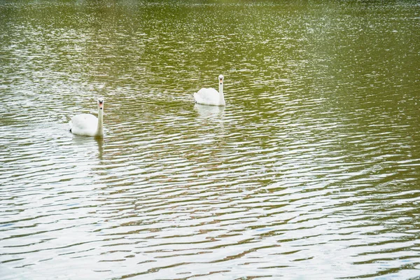 Egy Maroknyi Hattyú Úszik Tavon Egy Gyönyörű Zöld Parkban — Stock Fotó