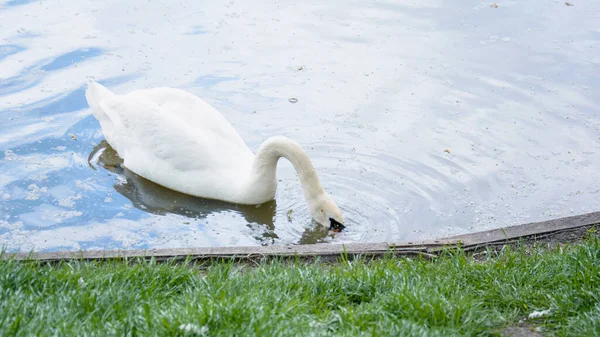 Handful of swans swim on the lake in a beautiful green great park