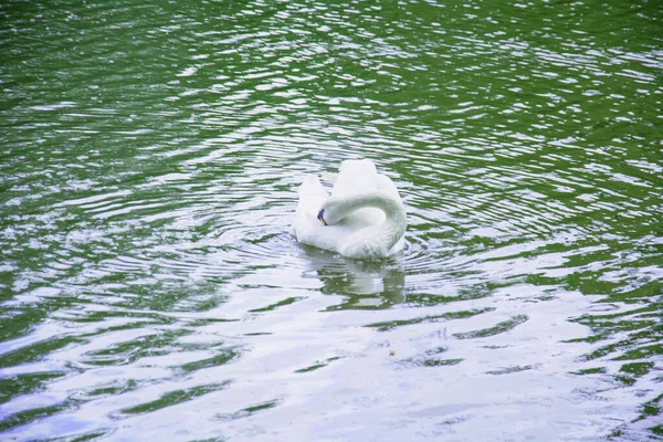Una Manciata Cigni Nuotano Sul Lago Bellissimo Parco Verde — Foto Stock