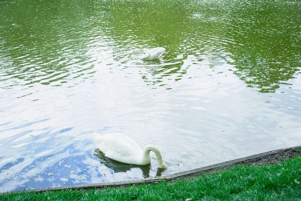 Eine Handvoll Schwäne Schwimmen Auf Dem See Einem Schönen Grünen — Stockfoto