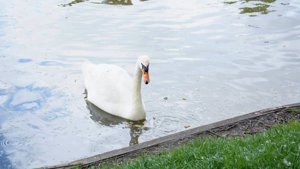 美しい緑の公園で白鳥の一握りは湖で泳ぐ — ストック写真