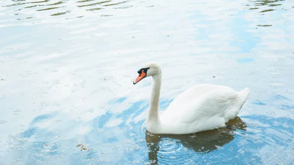 Una Manciata Cigni Nuotano Sul Lago Bellissimo Parco Verde — Foto Stock