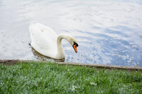 美しい緑の公園で白鳥の一握りは湖で泳ぐ — ストック写真