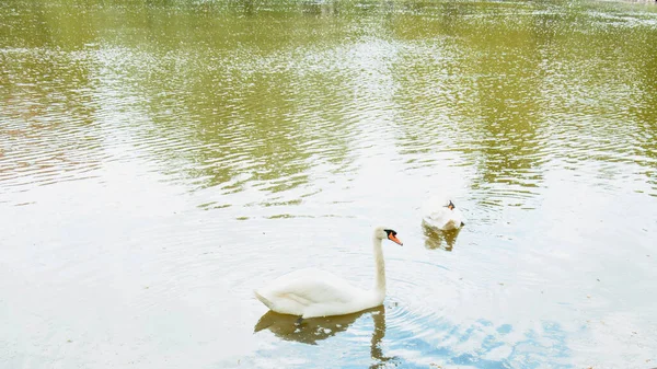 Una Manciata Cigni Nuotano Sul Lago Bellissimo Parco Verde — Foto Stock