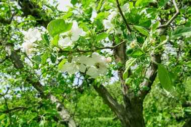 Büyük bir bahçede çiçek açan güzel beyaz elma ağacı