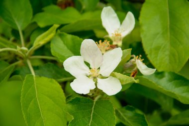 Büyük bir bahçede çiçek açan güzel beyaz elma ağacı