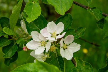 Büyük bir bahçede çiçek açan güzel beyaz elma ağacı